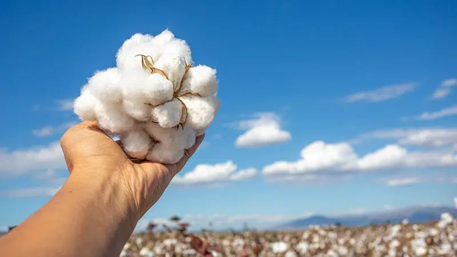 cotton.jpg