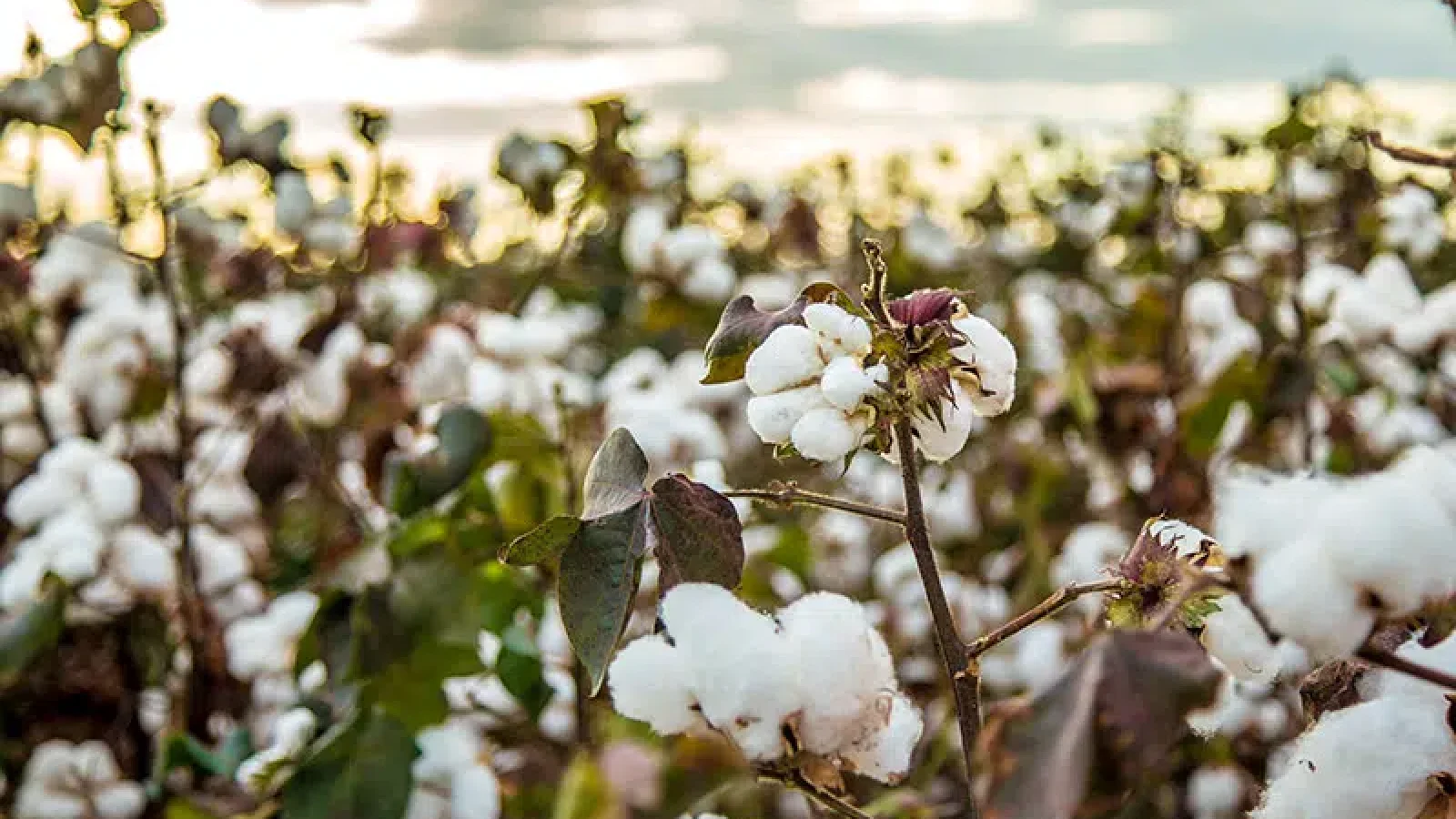 organic-cotton.jpg